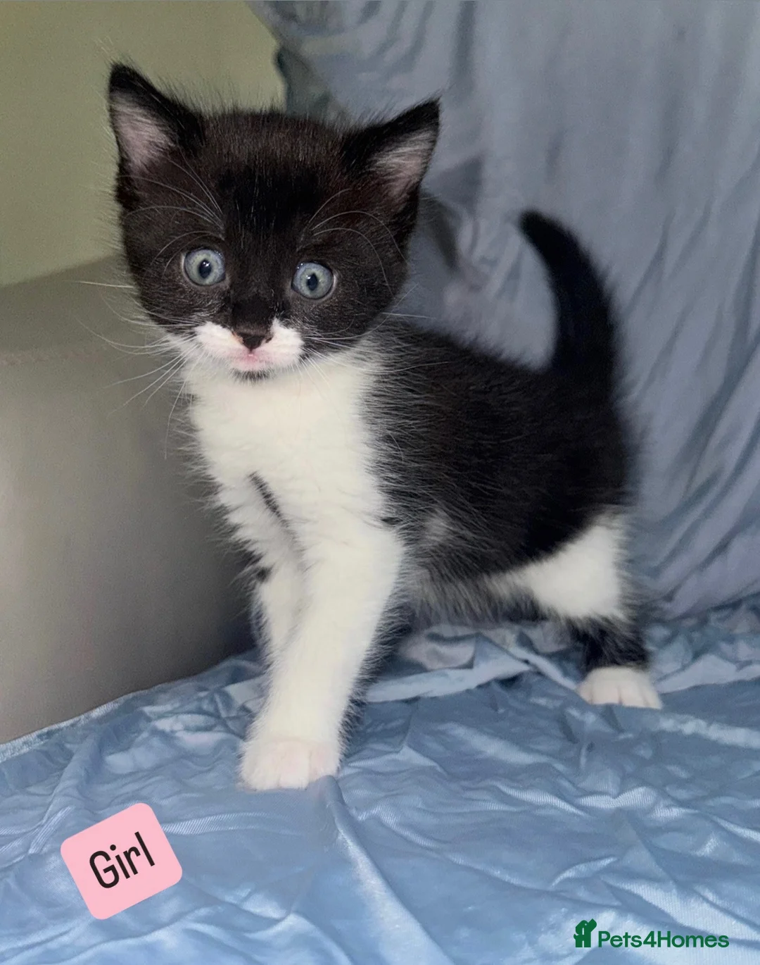 Mixed Breed cats for sale: Beautiful mixed breed blue eyes kittens - Advert 2