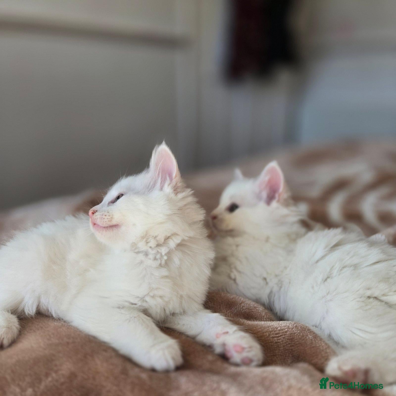 Mixed Breed cats Adorable fluffy kittens looking for loving family - Advert 6