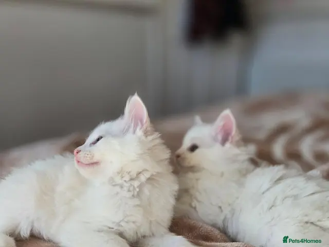 Mixed Breed cats Adorable fluffy kittens looking for loving family - Advert 20