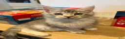 Maine Coon cats for sale: Maine Coon kittens - Advert 7