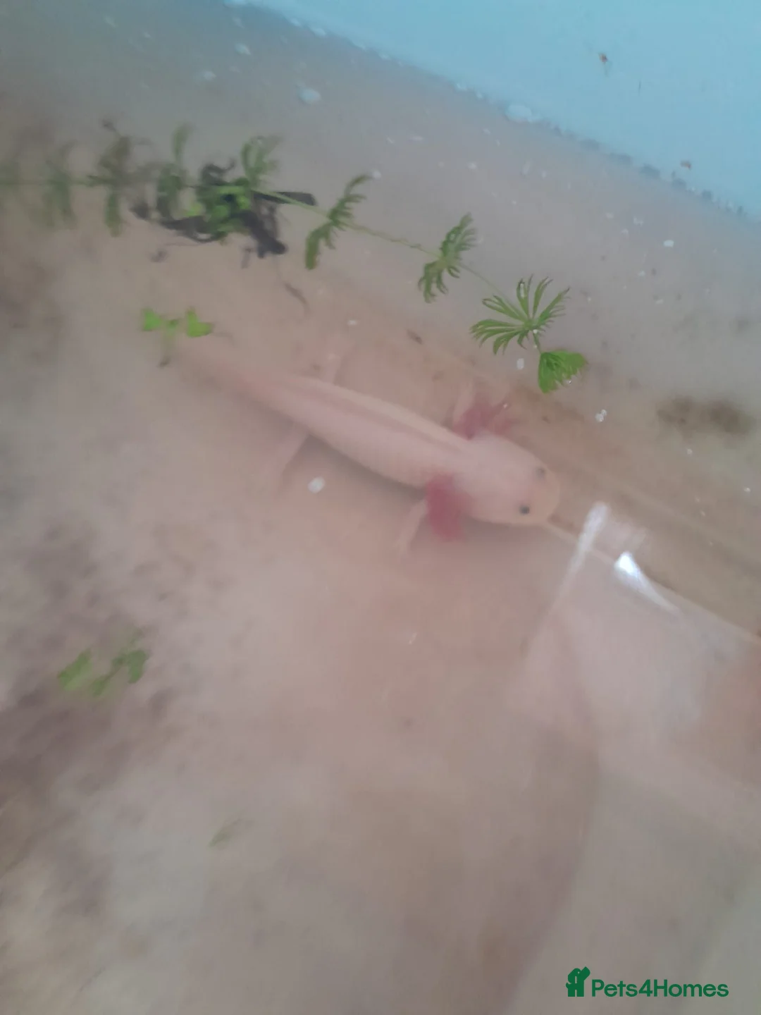 Axolotl reptiles for sale: Albino and Lucistic Axolotls Available  - Advert 1