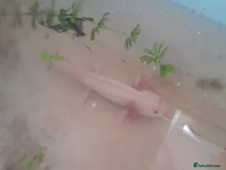 Axolotl reptiles Albino and Lucistic Axolotls Available - Advert 2