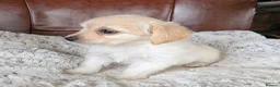 Mixed Breed dogs for sale: 2 blonde girls. Poodle x Biewer Terrier Puppies  - Advert 29