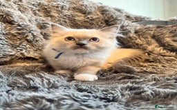 Ragdoll cats for sale: Gorgeous Pedigree Ragdolls  - Image 18