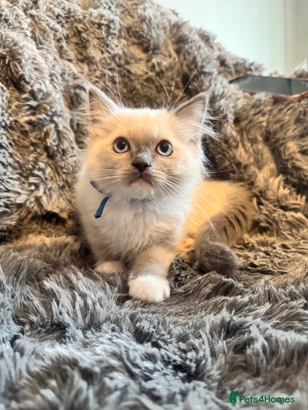 Ragdoll cats for sale: Gorgeous Pedigree Ragdolls  - Image 18