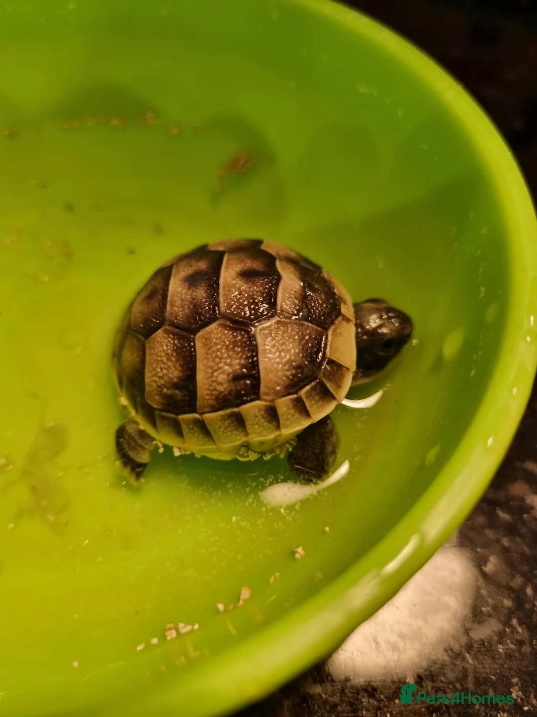 Tortoise reptiles for sale: Mediterranean spur thigh tortoises - hatchlings  - Advert 10