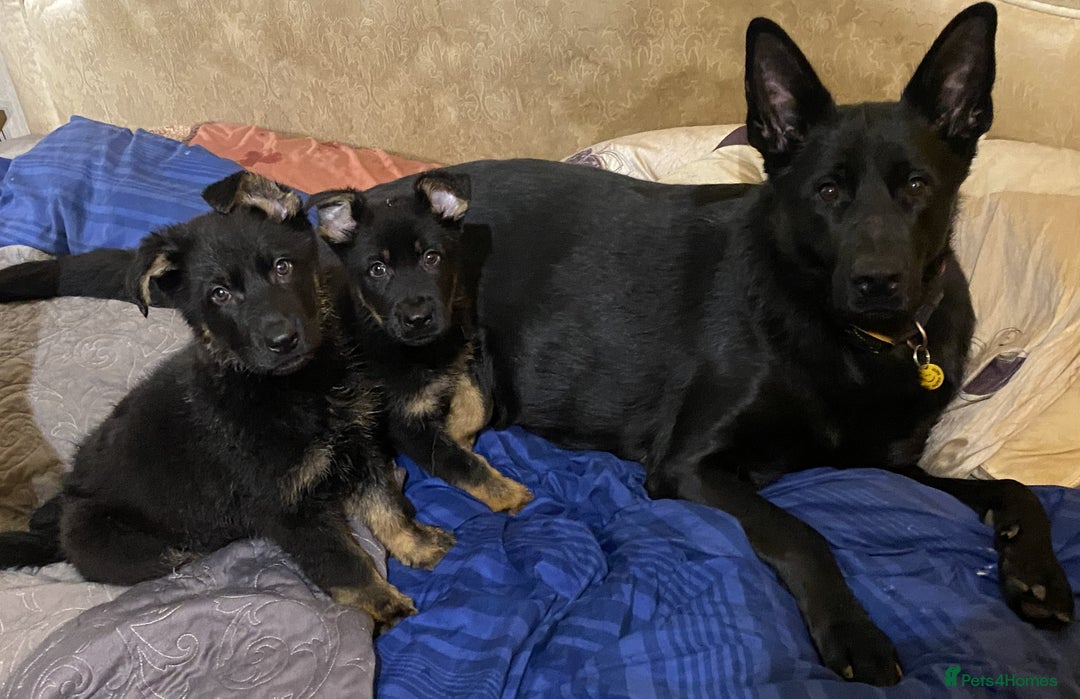 German Shepherd dogs for sale: 2 German Shepherd pups for sale - Image 8