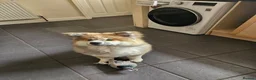 Japanese Akita Inu dogs for sale: Last Remaining Girl - RKC Registered - Advert 7