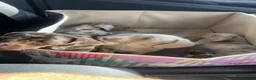 Dachshund dogs for stud: KC Dachshund (Miniature) Stud DNA HEALTH ✅ - Advert 4