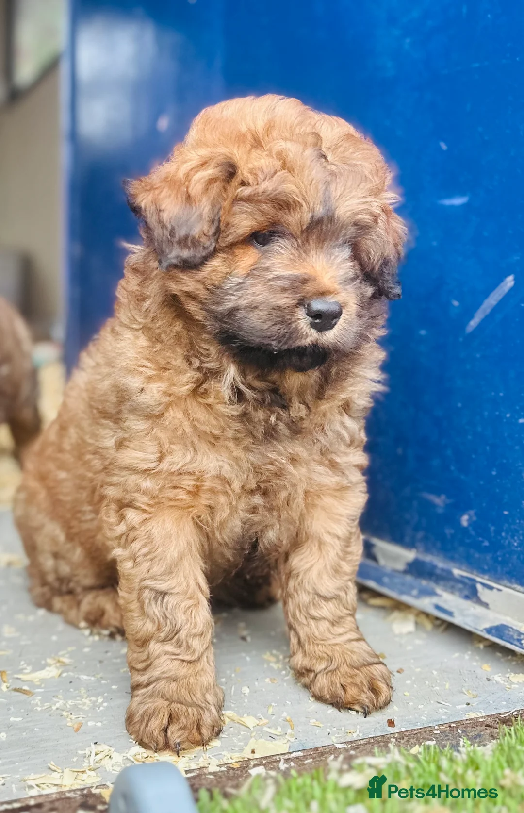 Mixed Breed dogs for sale: Wow real life teddy bears 🧸  - Advert 12