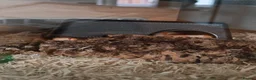 Corn Snake reptiles for sale: Amel corn snake - Advert 3