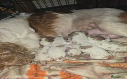 Cavalier King Charles Spaniel dogs for sale: Adorable Puppies Looking for Their Forever Homes! - Image 1