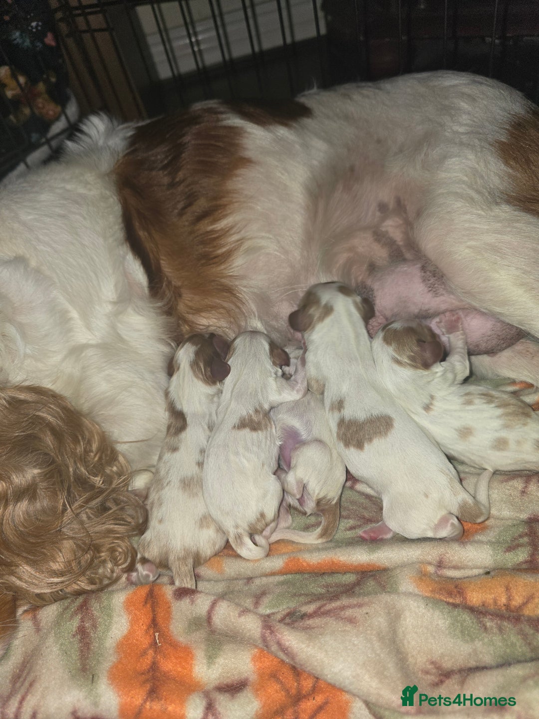 Cavalier King Charles Spaniel dogs for sale: Adorable Puppies Looking for Their Forever Homes! - Image 1