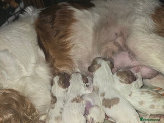 Cavalier King Charles Spaniel dogs for sale - Advert 1