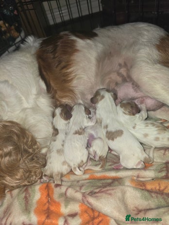 Cavalier King Charles Spaniel dogs - Advert 4