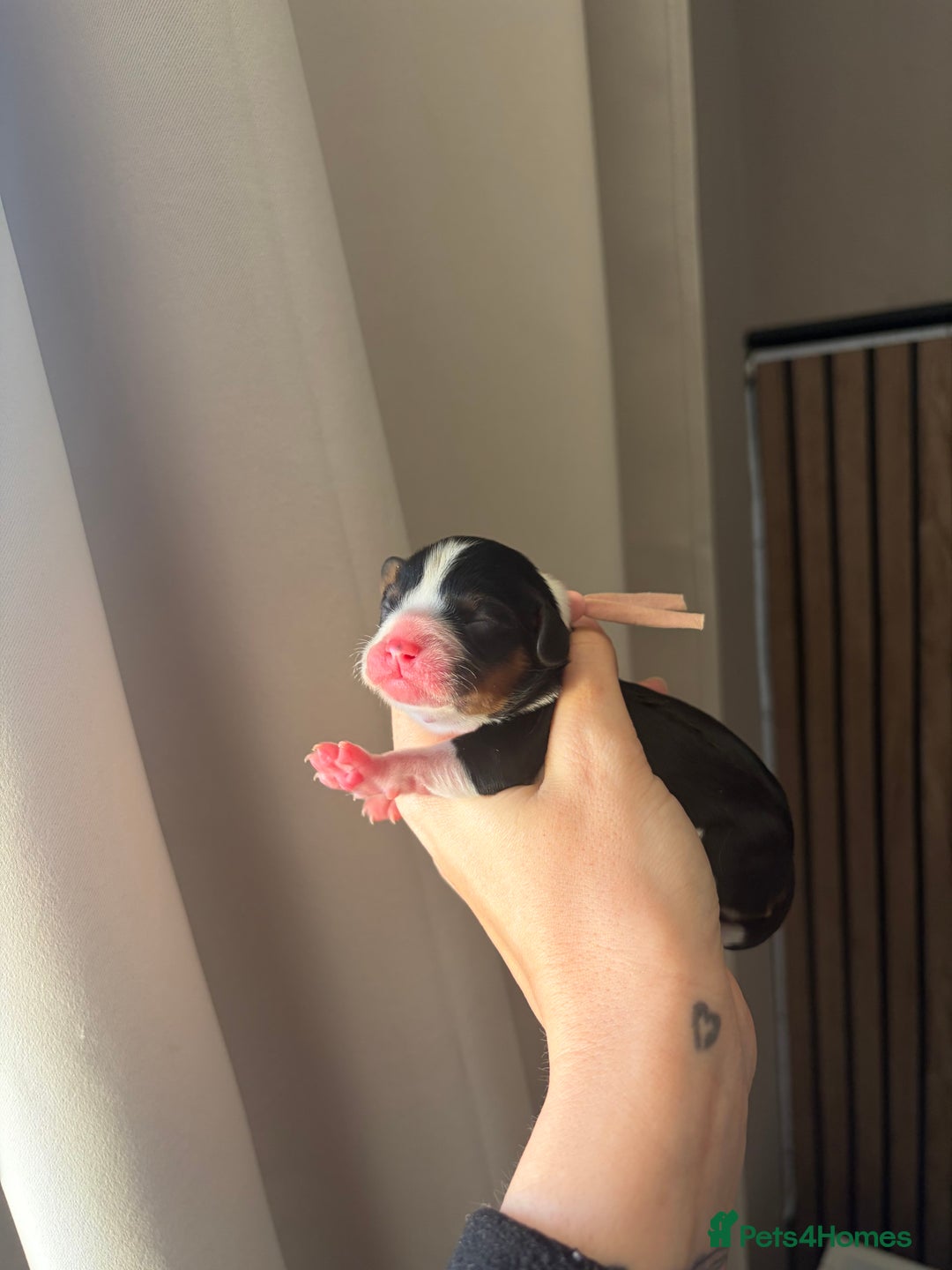 Cavalier King Charles Spaniel dogs for sale: Beautiful KC Registered Cavalier King Charles Pups - Advert 11