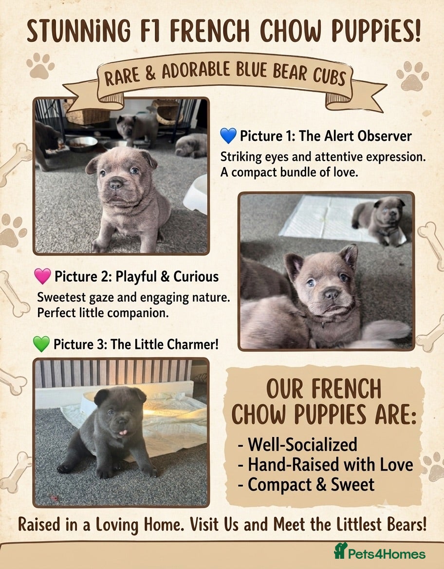 Mixed Breed dogs READY TO LEAVE littler of French chows  - Advert 8