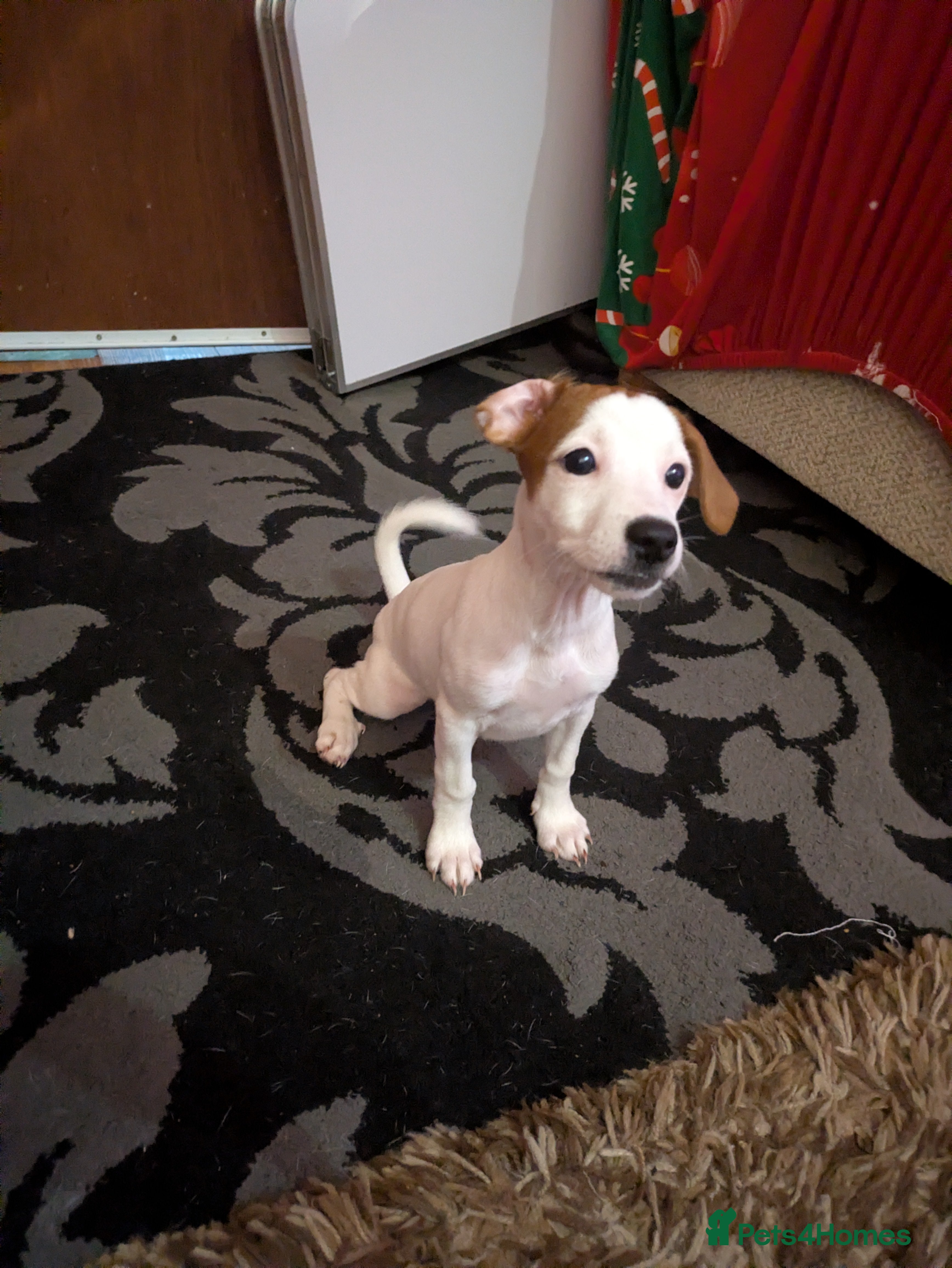 Mixed Breed dogs F1 jackcain only 1 girl left - Advert 5