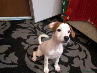 Mixed Breed dogs F1 jackcain only 1 girl left - Advert 5