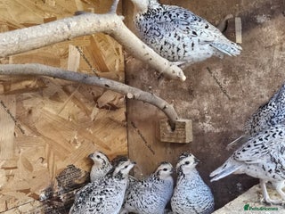 Quail poultry - Advert 34
