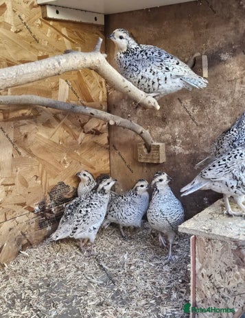 Quail poultry - Advert 10