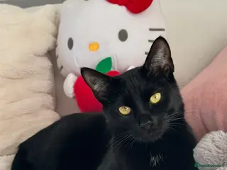 Bombay cats Cat looking for a new home - Advert 2