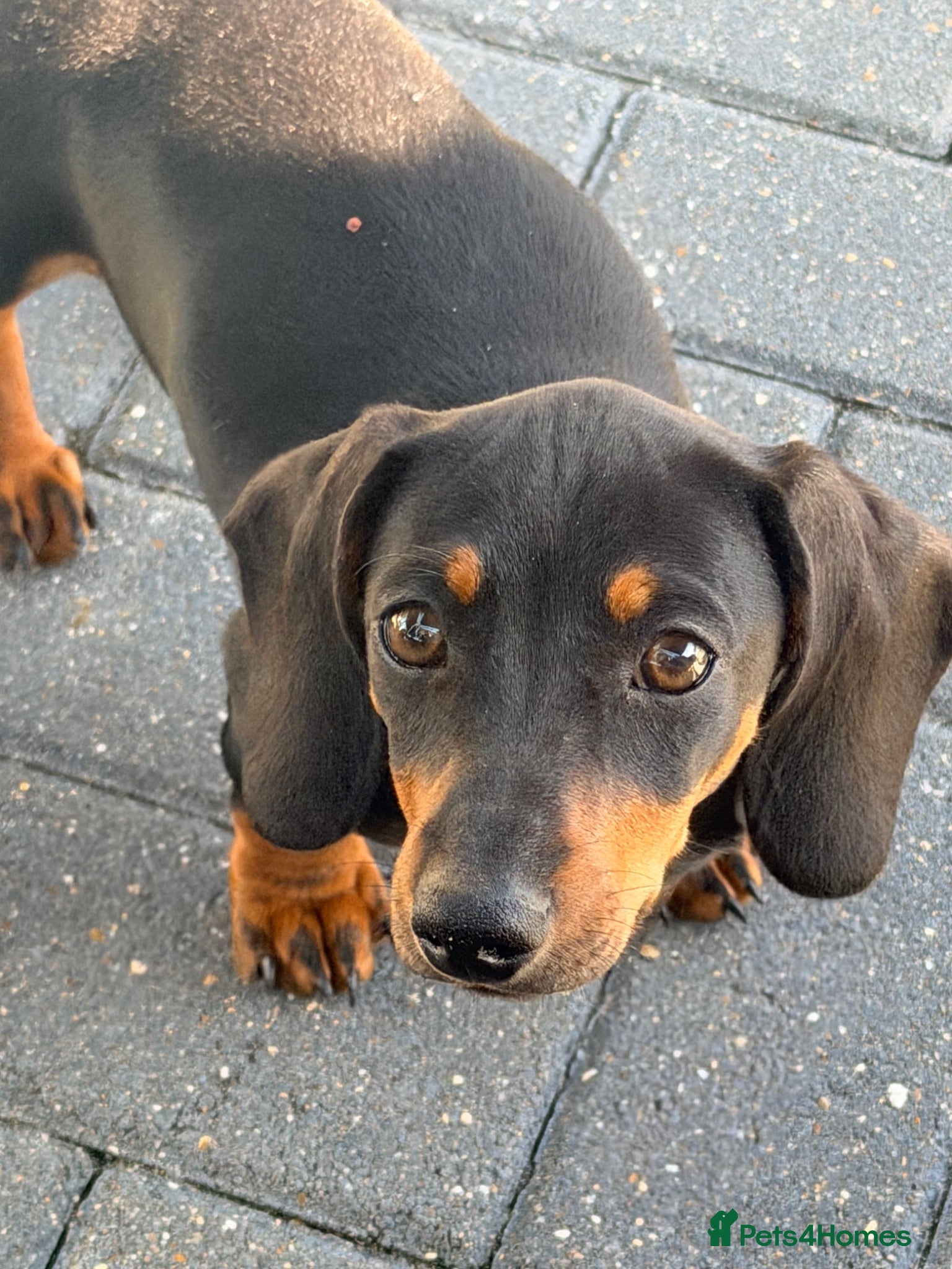 Miniature Dachshund dogs Male miniature Daschund 5 months old  - Advert 1