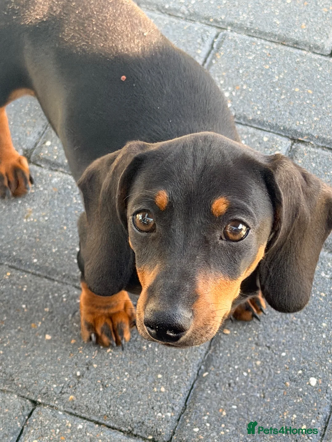 Miniature Dachshund dogs for sale: Male miniature Daschund 5 months old  - Advert 1