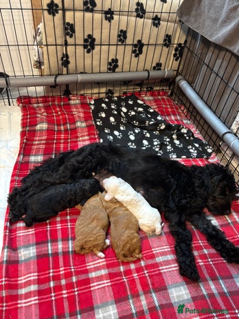 Cockapoo dogs - Advert 16