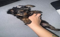 Yorkshire Terrier dogs for sale: Yorkshire terrier , male ,female  - Image 2