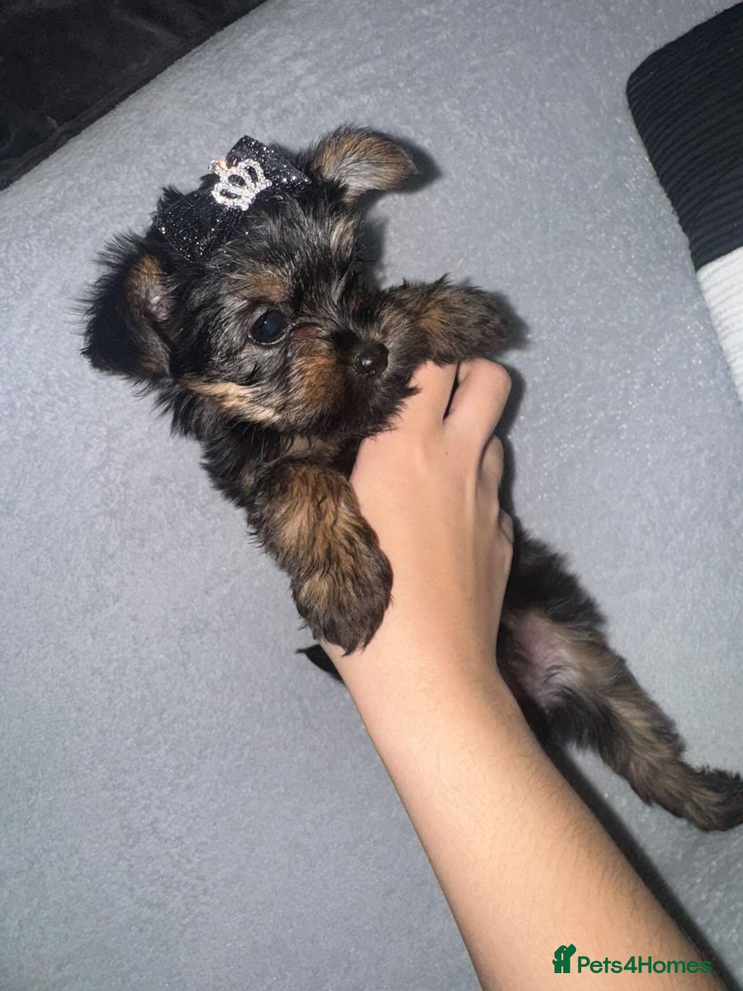 Yorkshire Terrier dogs for sale: Yorkshire terrier , male ,female  - Image 2