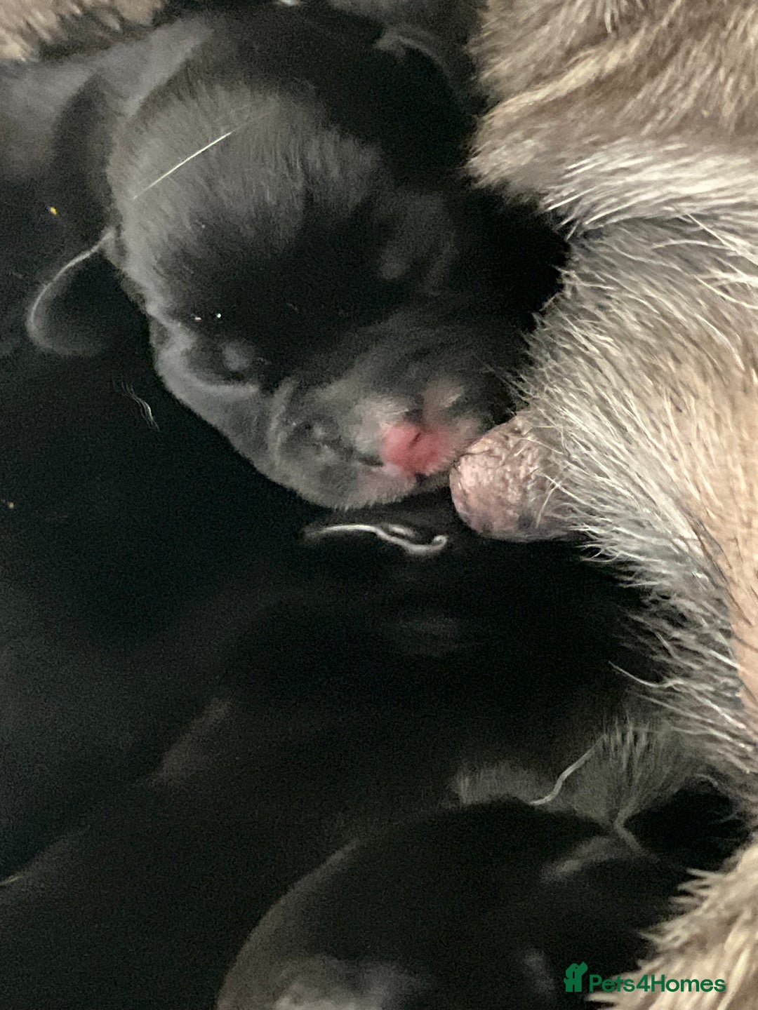 Mixed Breed dogs for sale: Gorgeous Pugapoos ready to leave 07/10/25 - Image 3