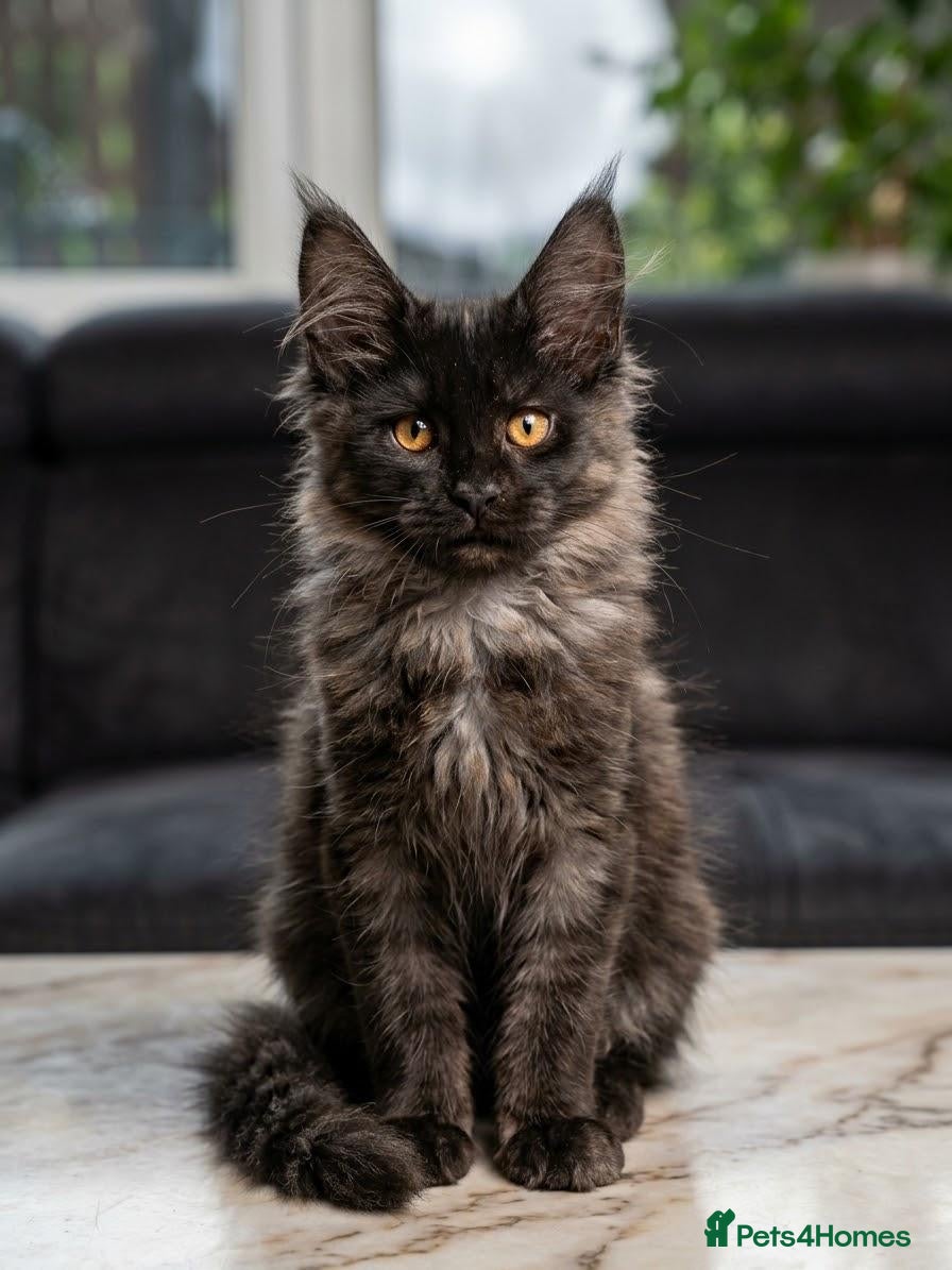 Maine Coon cats Maine Coon Kittens  - Advert 1