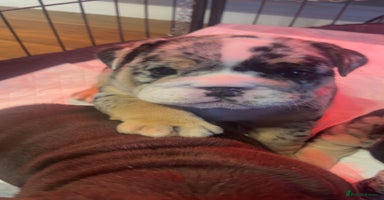 English Bulldog dogs - Advert 3