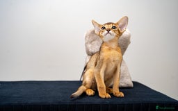 Abyssinian cats for sale: Vanilla Boy-Exceptional Abyssinian-Champion line - Advert 8