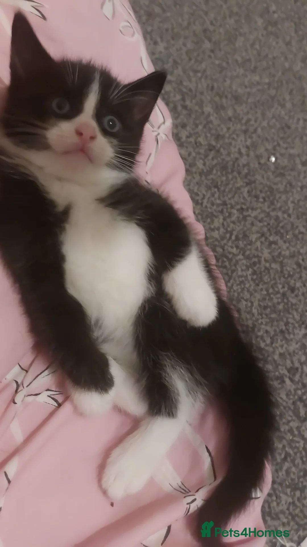 Mixed Breed cats for sale: 2 kittens - Advert 5