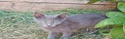 Mixed Breed cats for sale: Adorable Kittens ready for their forever homes in Biggleswade - Advert 1