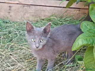 Mixed Breed cats Adorable Kittens ready for their forever homes - Advert 1