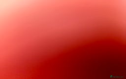 British Shorthair cats for sale: 3 cats for sale  - Advert 6