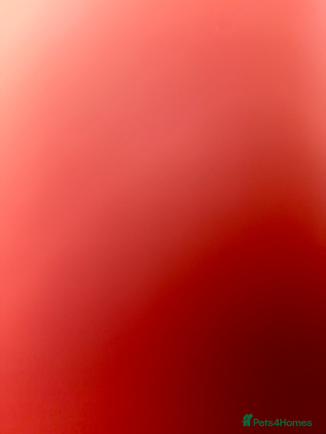 British Shorthair cats for sale: 3 cats for sale  - Advert 6