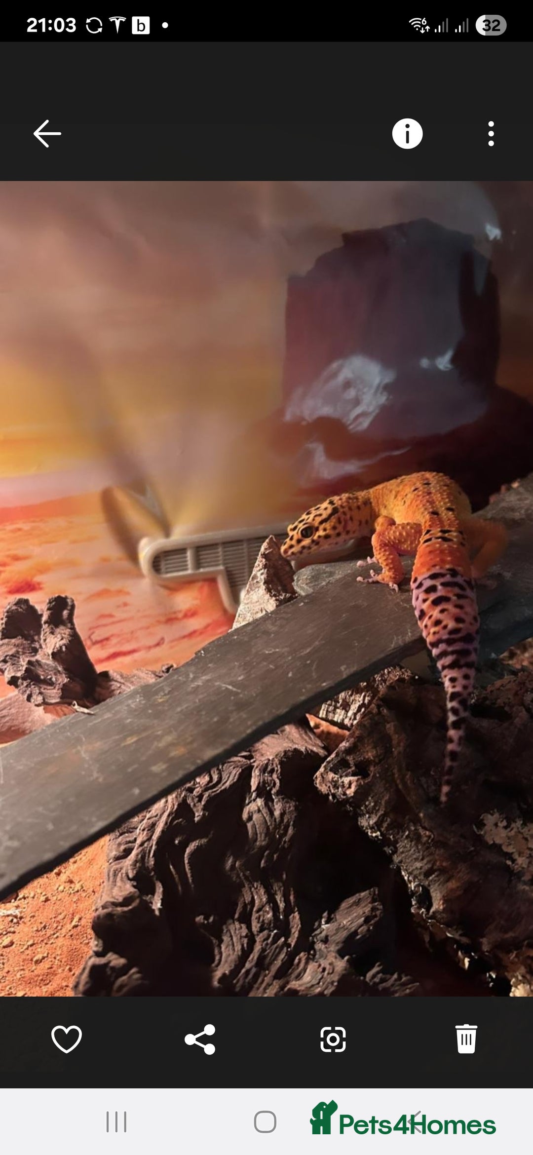Gecko reptiles for sale: Gecko with vivarium  - Image 1