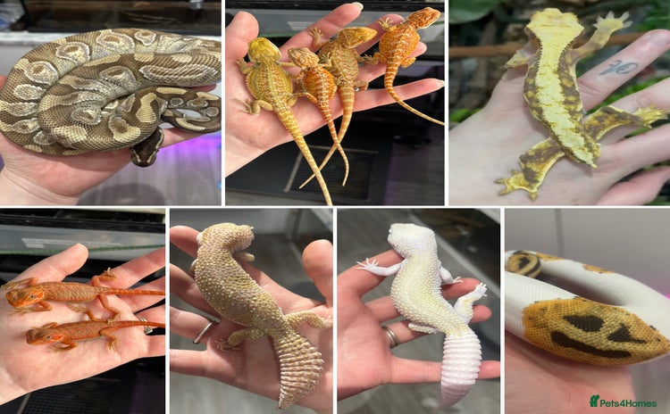 Mixed Breed reptiles - Advert 2