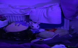Mixed Breed rabbits for sale: White and Black Female Rabbit for adoption! FREE! - Image 8