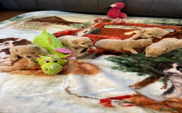 Maltipoo dogs for sale: Beautiful Apricot Maltipoo puppies. - Image 14