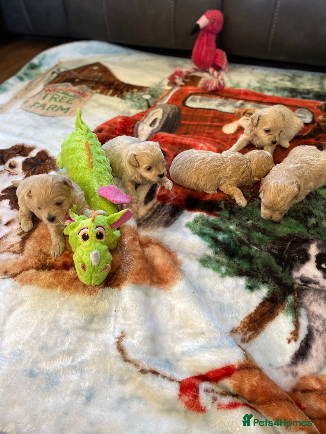 Maltipoo dogs for sale: Beautiful Apricot Maltipoo puppies. - Image 14