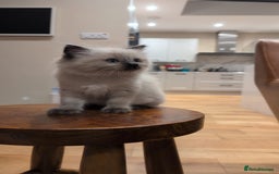 Ragdoll cats for sale: Ragdolls Kitten looking for sweet home - Advert 3
