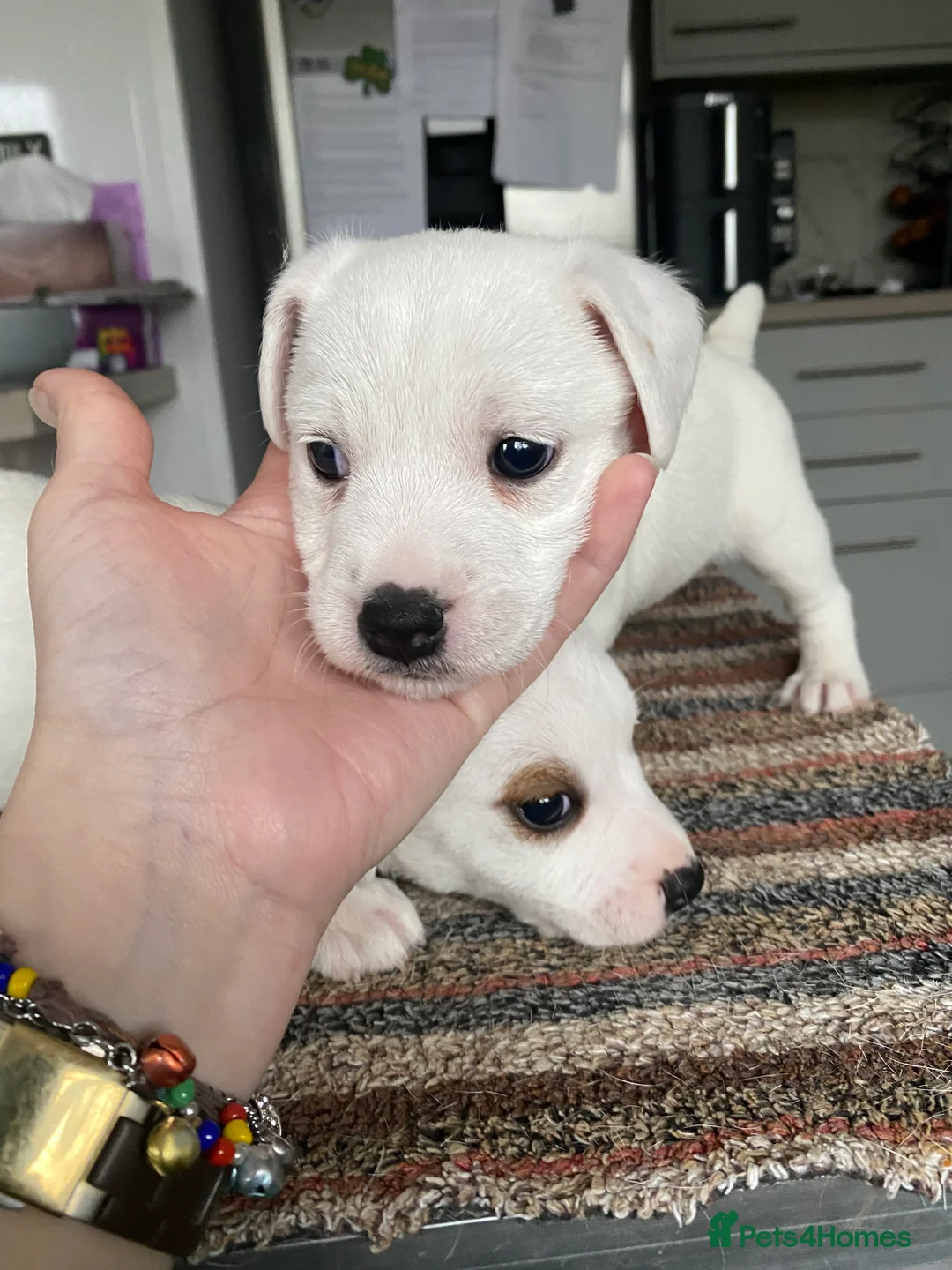 Jack Russell dogs for sale: Parson type Jack Russell pups - Advert 2