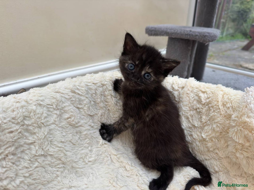 Mixed Breed cats for sale: Adorable Kittens Ready for Loving Homes - Image 10
