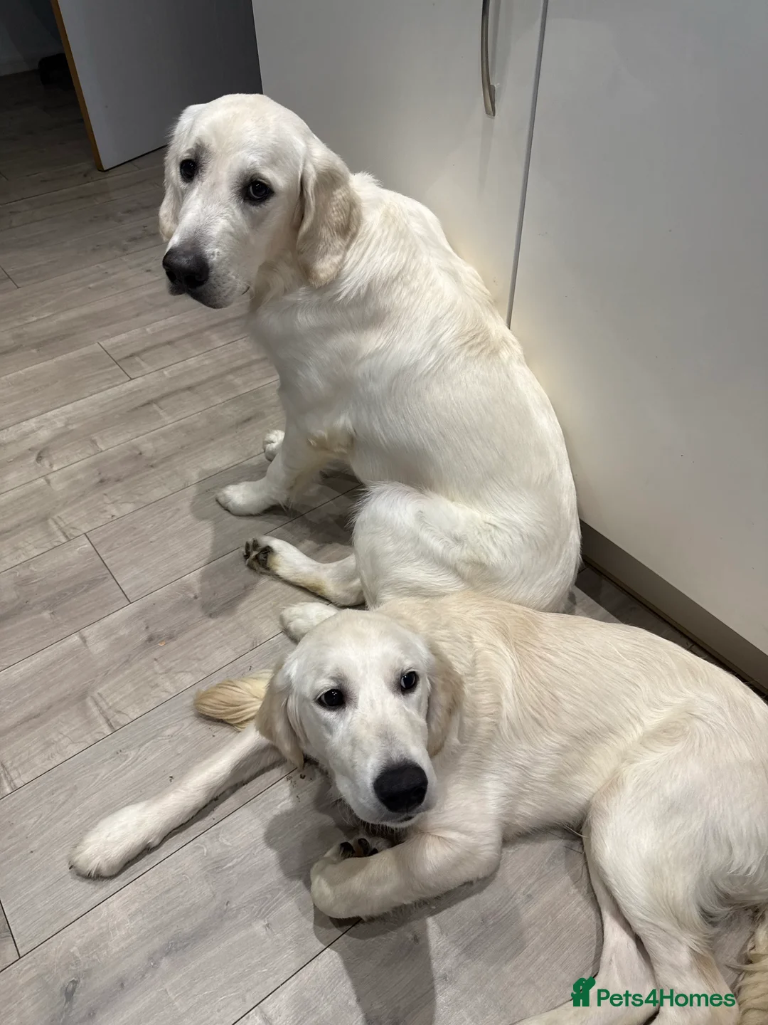 Golden Retriever dogs for sale: 2 Male golden retrievers for rehoming - Advert 28