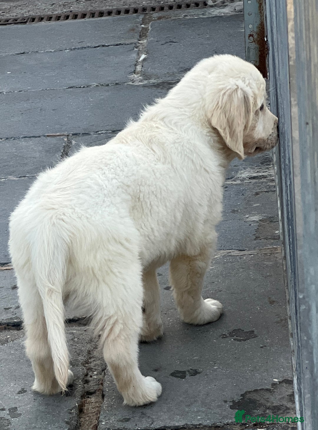 Golden Retriever dogs for sale: Stunning Puppies Ready Now (Updated pics) - Image 20